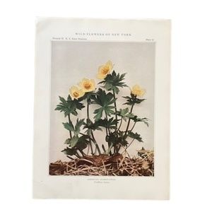 🖤 5/$25 Antique Botanical Print Original yellow flowers American globe flower